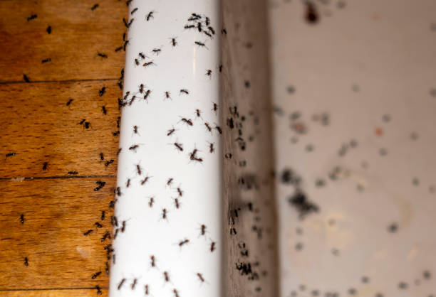 Best Flea Control Services  in Harrodsburg, KY