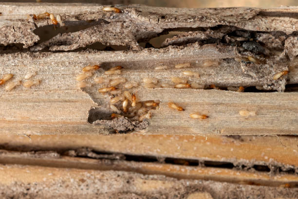Pest Control Cost in Harrodsburg, KY